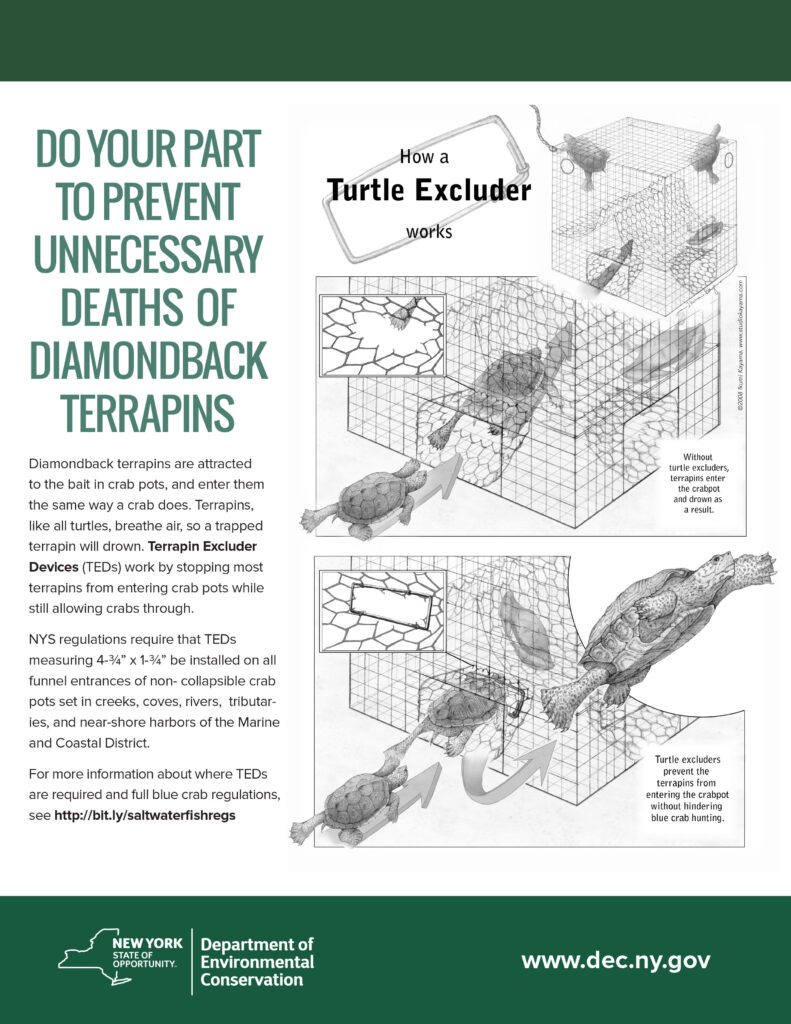 NYSDEC Terrapin Excluder Devices (TEDs) Flyer