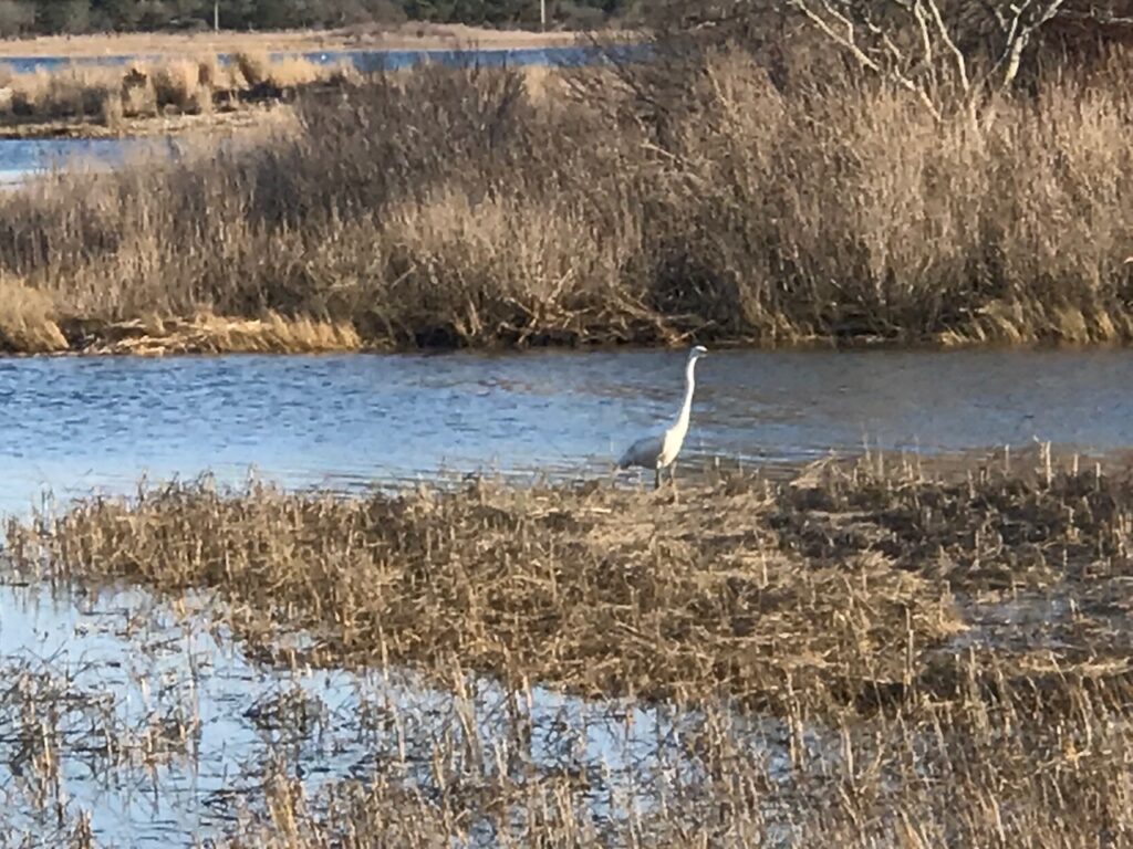 Bottom Lands egret
