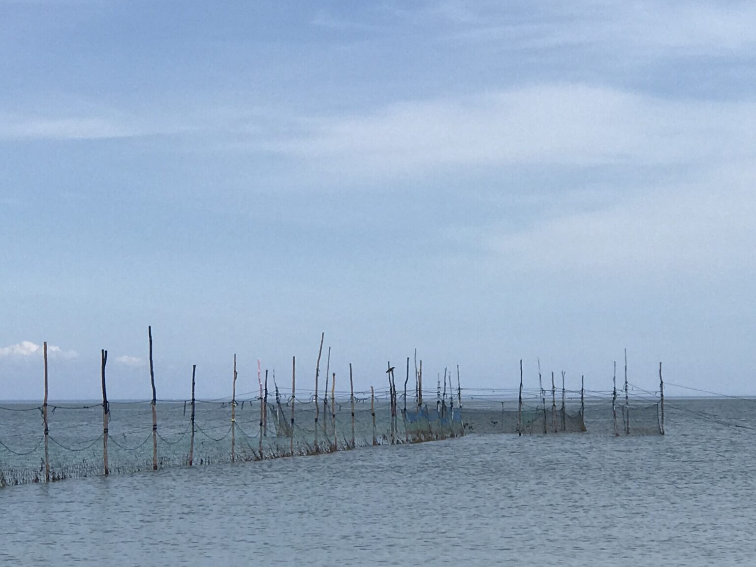 Fish Traps & Shell Fishing East Hampton Town Trustees