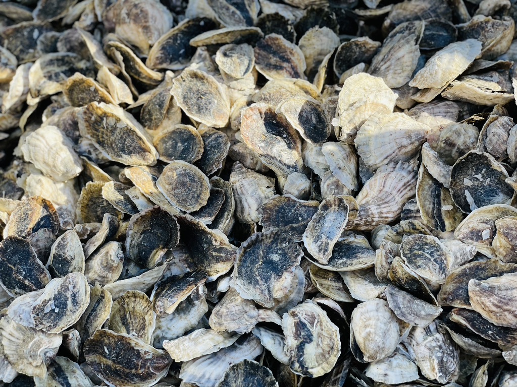 Oysters from the East Hampton Shellfish Hatchery ready to be dispersed into Northwest Harbor 