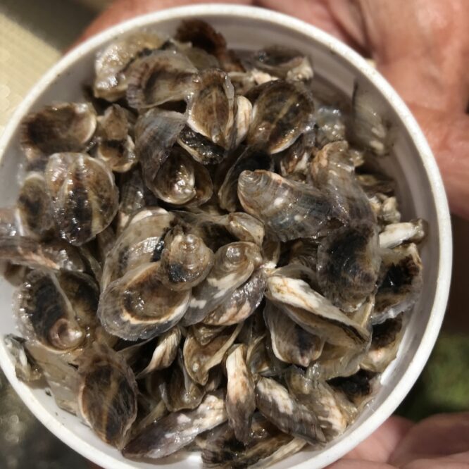 Oysters in a bucket Photo Susan McGraw-Keber