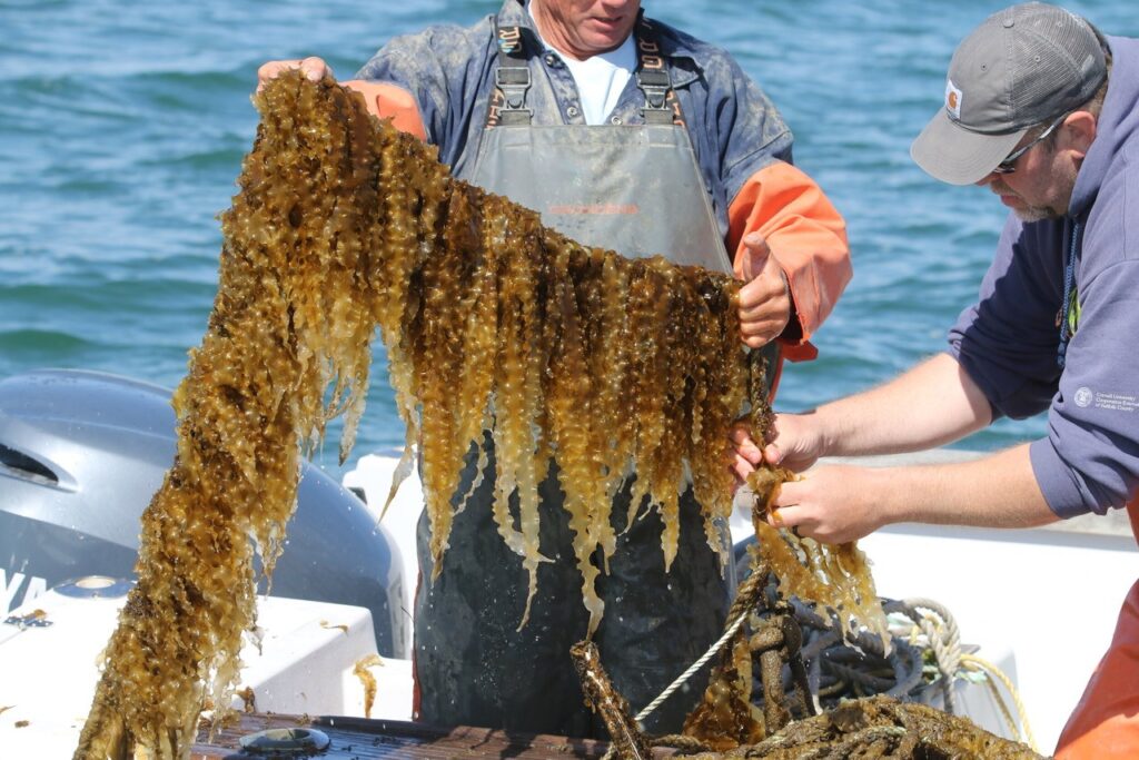 Kelp Growing