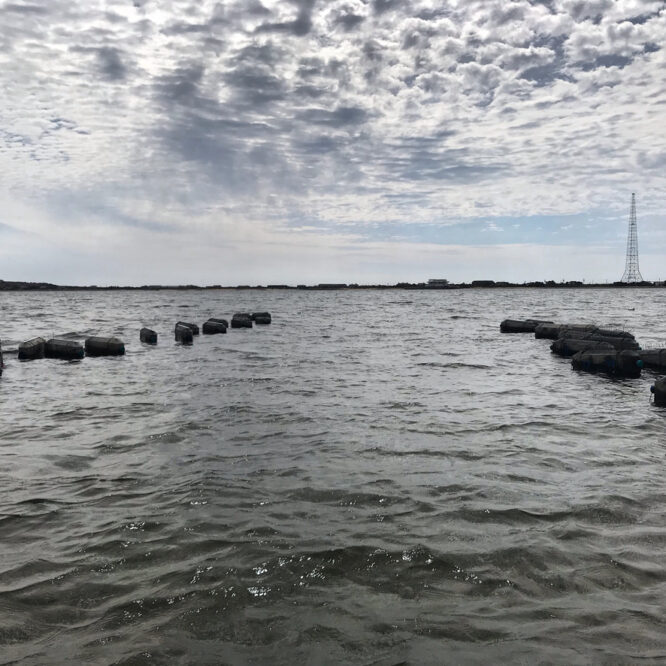 Oyster farming crates