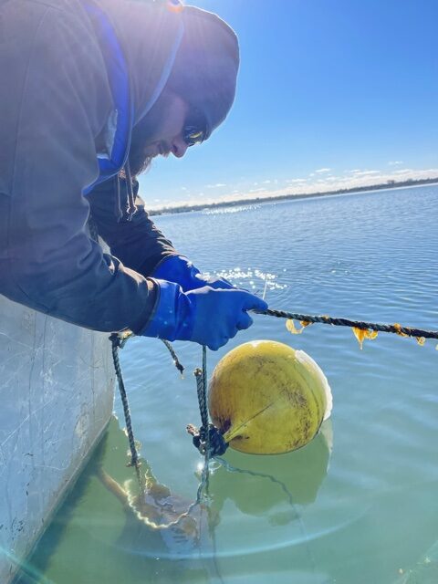 Sugar Kelp Line 