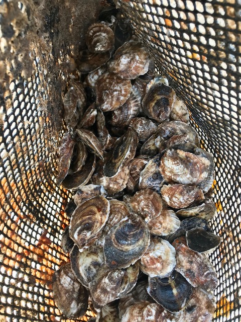 Oyster farming maintenance Photo Susan McGraw-Keber 