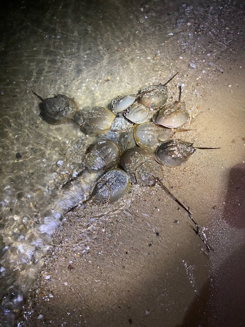 Multiple male horseshoe crabs with female during mating season Memorial Day weekend 2022