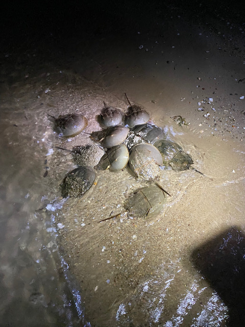 Horseshoe crab tagging during mating season May 2022