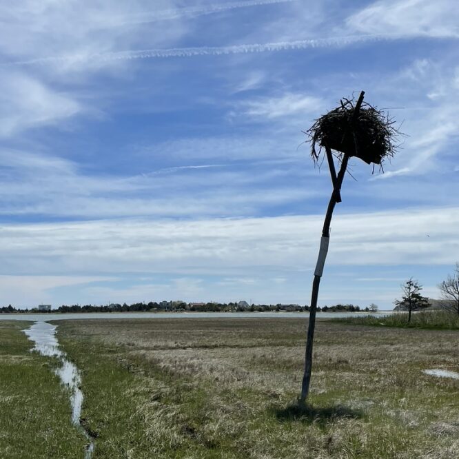 Osprey's Nest - runnel to Accabonac Creek