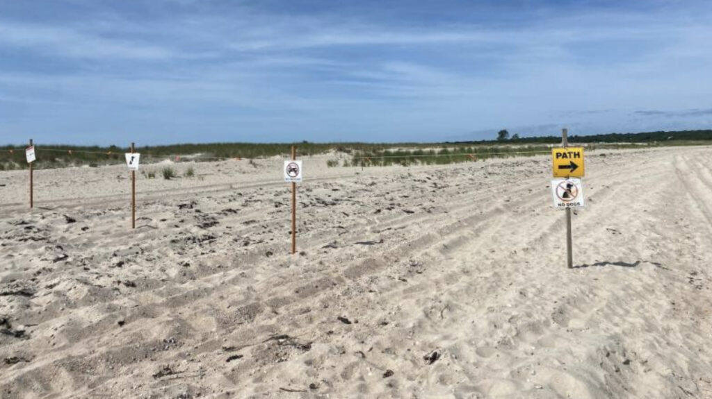 Piping Plover Nest Is Destroyed