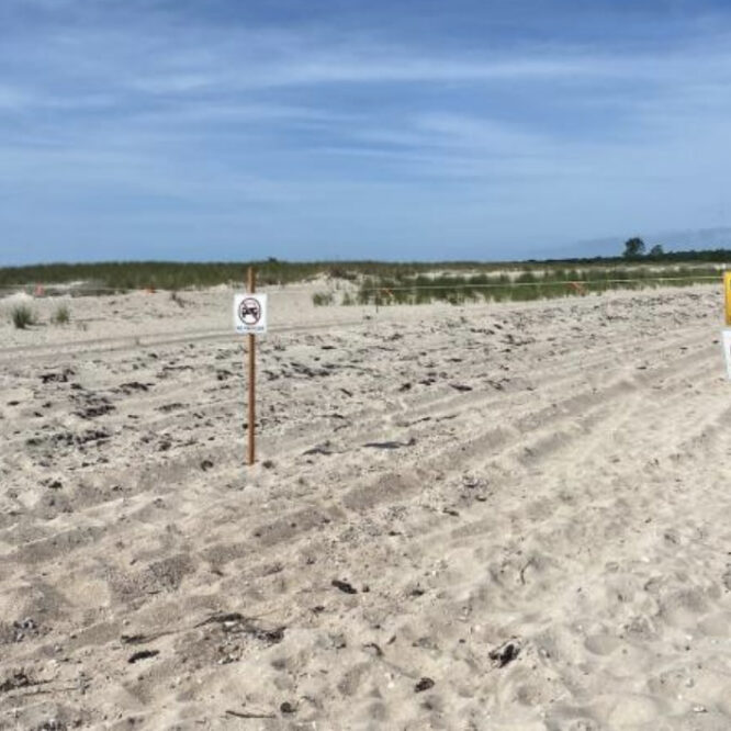 Piping Plover Nest Is Destroyed
