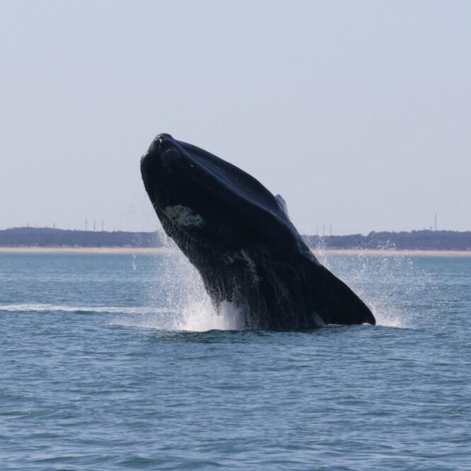 North Atlantic Right Whale breaching