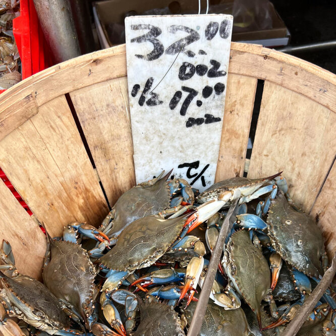 Blue Claw Crab Poaching in East Hampton waters