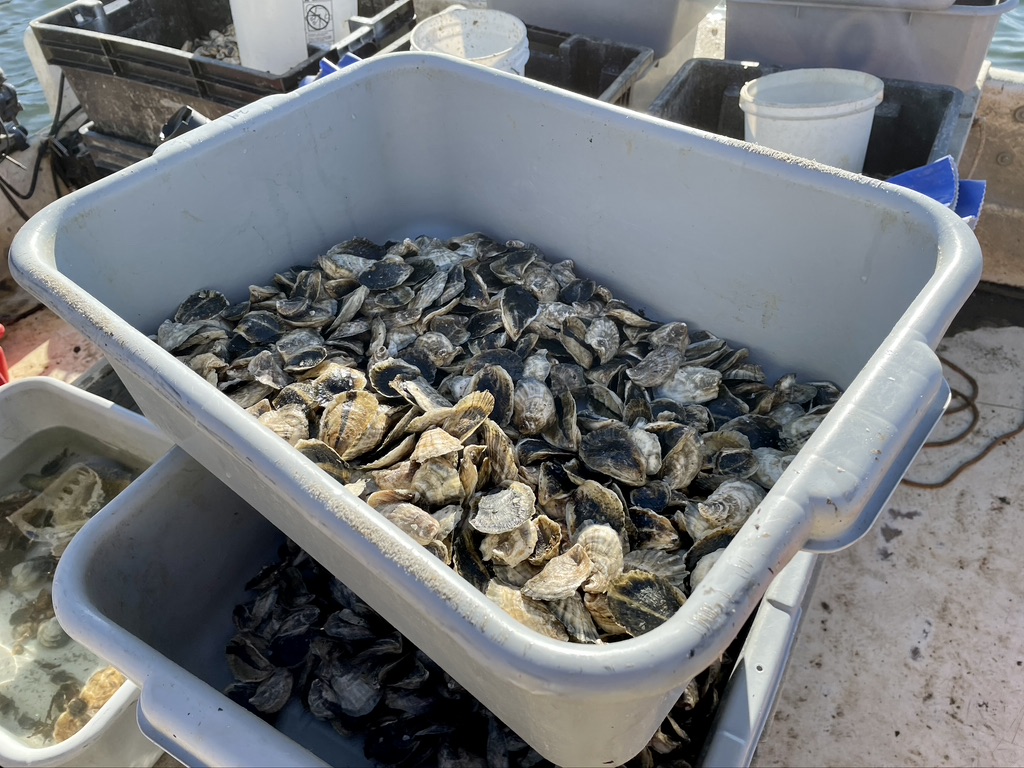 Oyster seedlings ready for the harbor waters from the EH Shellfish Hatchery.  