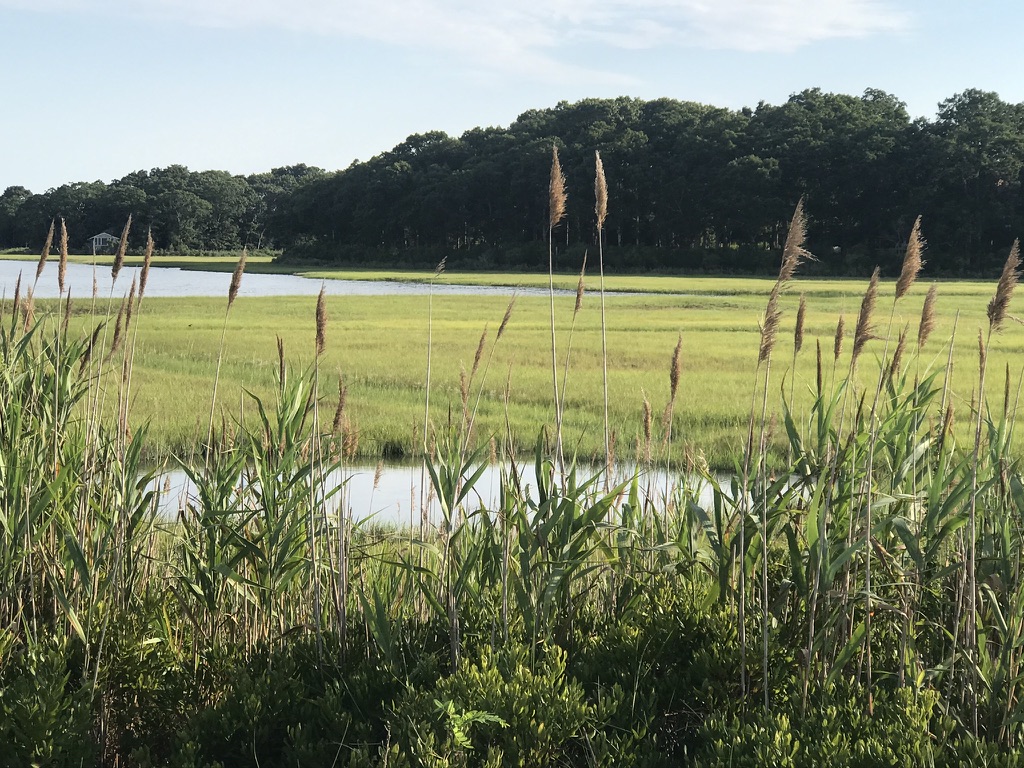 Accabonac Harbor saltmarsh