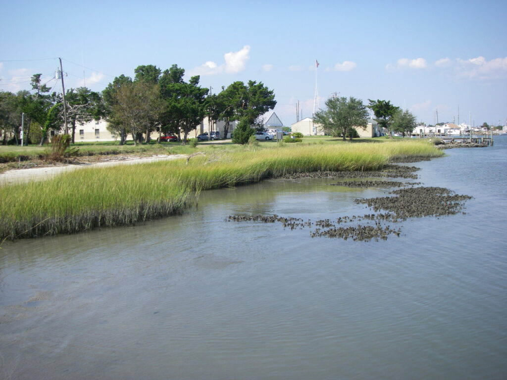 Living shoreline photo NOAA