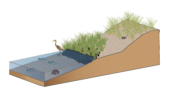 Illustration of a living shoreline with bagged shell treatment Peconic Estuary Partnership