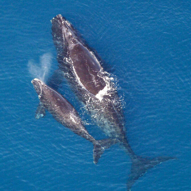 North Atlantic Whale mother with her calf