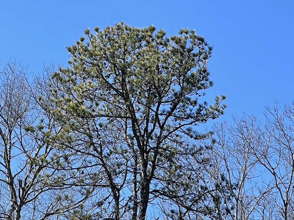 Pine tree in Northwest East Hampton