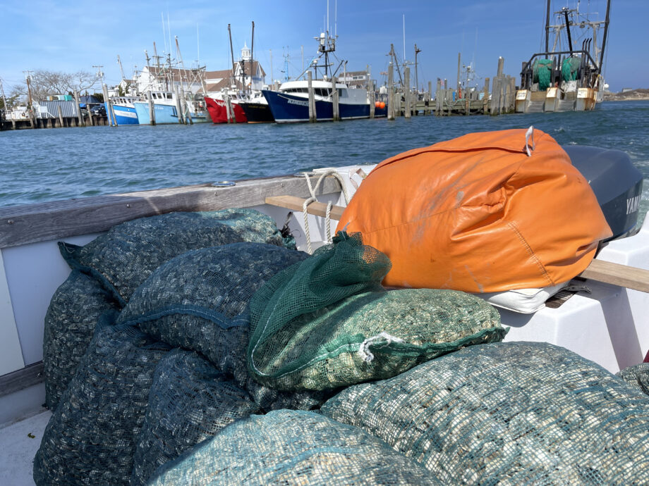 A Trustee’s Love of Oyster Farming East Hampton Town Trustees