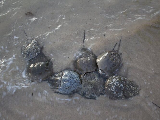 Spawning of horseshoe crabs Photo by Jenna Schwerzmann Cornell Cooperative Extension