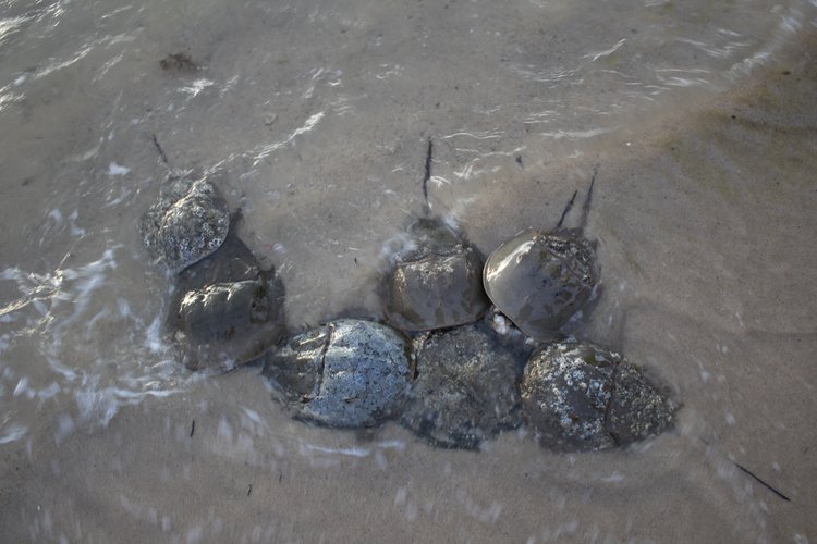 Spawning of horseshoe crabs  Photo by Jenna Schwerzmann  Cornell Cooperative Extension 