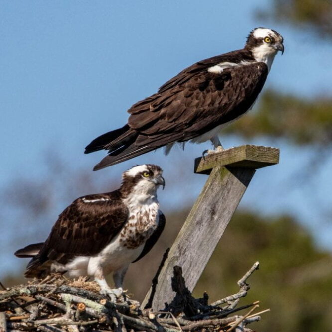 With the passage of time, history is too often forgotten. For this reason, we have decided to name the pair of ospreys that nest at the Marine Sciences Center at the Southampton campus of Stony Brook University after Ral and Mary Welker. Dr. John Ralvan “Ral” Welker (1927-2012) was a marine ecologist who in 1965 founded the marine science program, of what was then, Southampton College of Long Island University. He served as the director of marine operations and research from 1965 to 1993 and during that time the marine science program at Southampton became world renowned. Now operated by Stony Brook University, the marine science program at Southampton is still flourishing some fifty plus years later thanks to the impact Ral and his wife Mary had on the east end. Although Mary now resides in Florida, she continues to inspire us all.