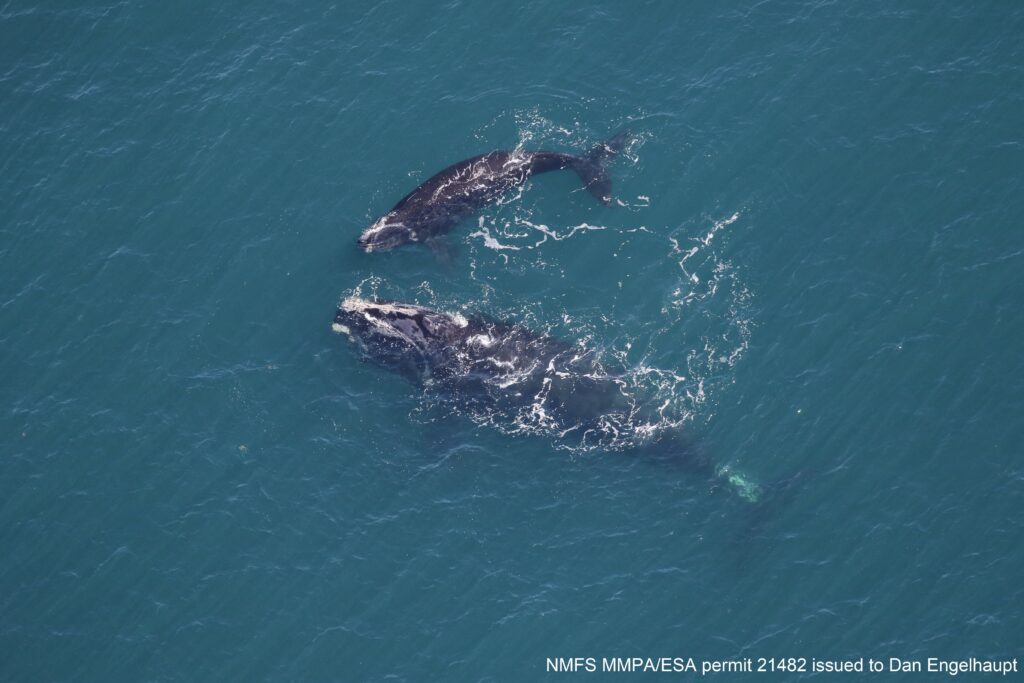 Right Whale "Smoke" with her 2023 calf (female) on 05 March 2023  