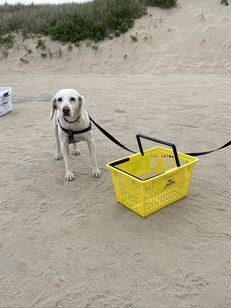Daisy the dog helps with beach clean up!