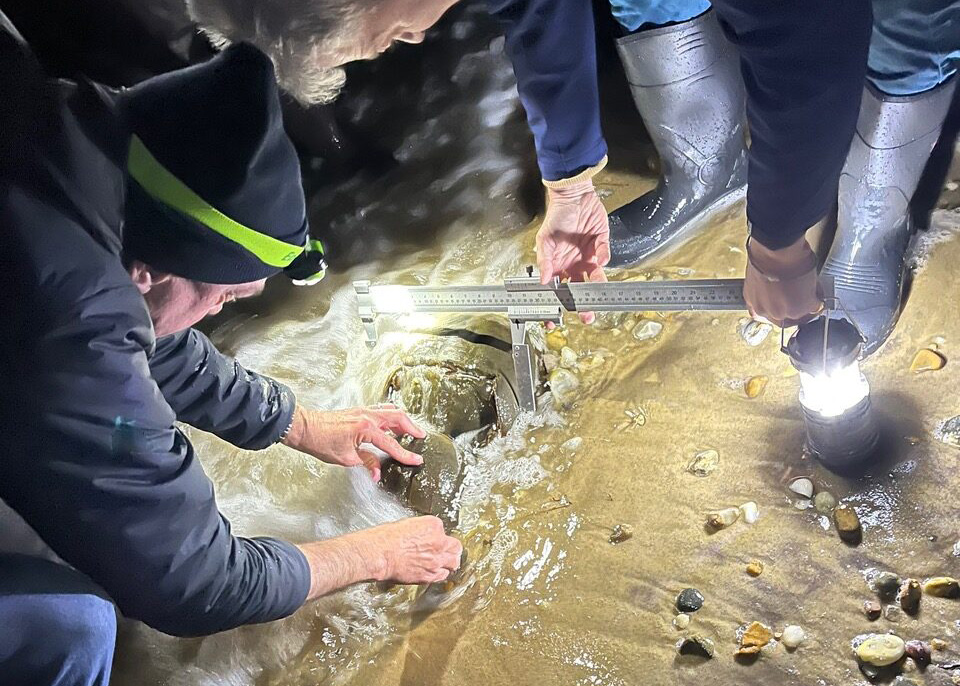 Horseshoe crab measuring and tagging