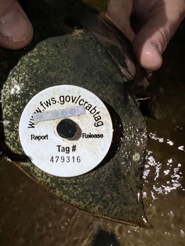 Horseshoe crab tag returns - tagged via Fish & Wildlife