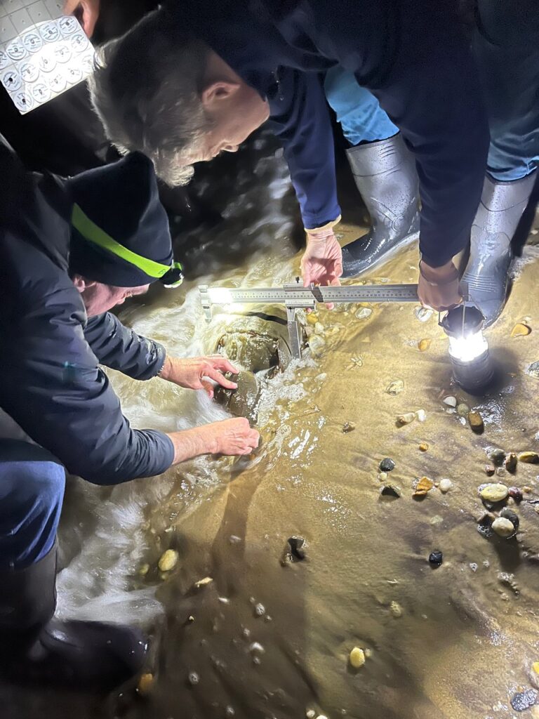Horseshoe crab measuring and tagging