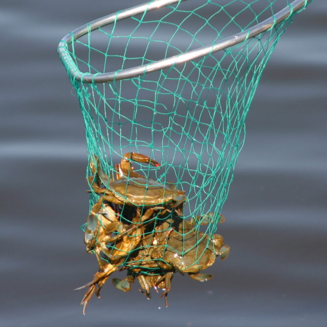 Crabs in net Photo by Durell Godfrey for the EH Star