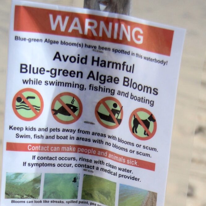 Warning sign for algae blooms in waters of EH Durell Godfrey photo EH Star