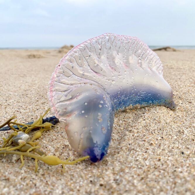 Portuguese Man O'War jellyfish Photo Carissa Katz