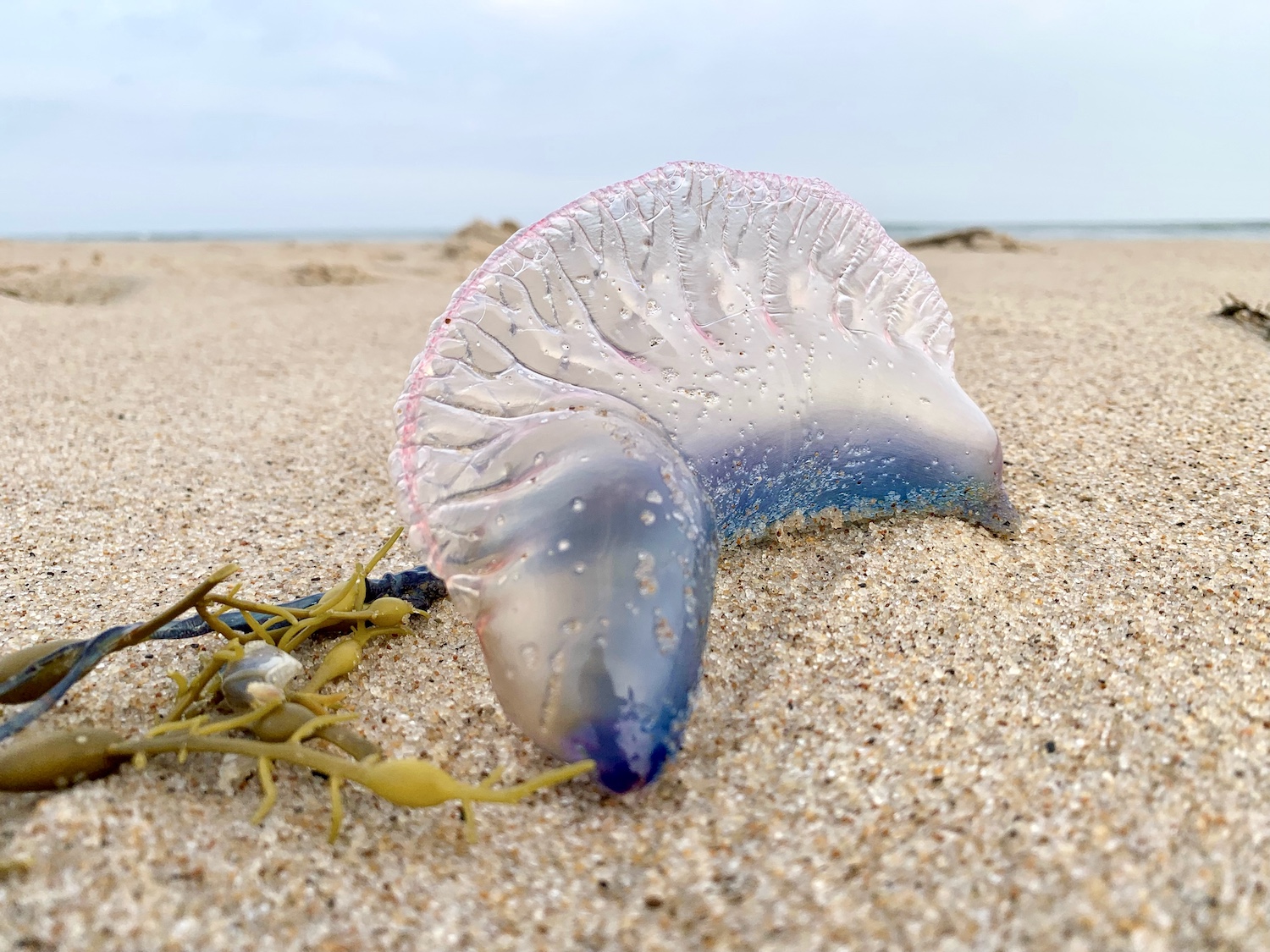 Portuguese Man O'War jellyfish Photo Carissa Katz