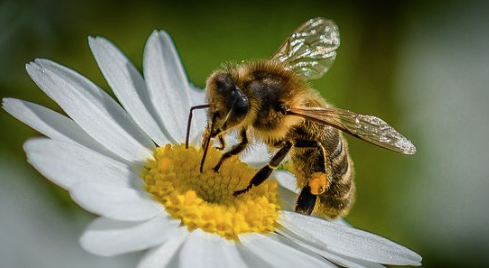 Bee on daisy pollinating 