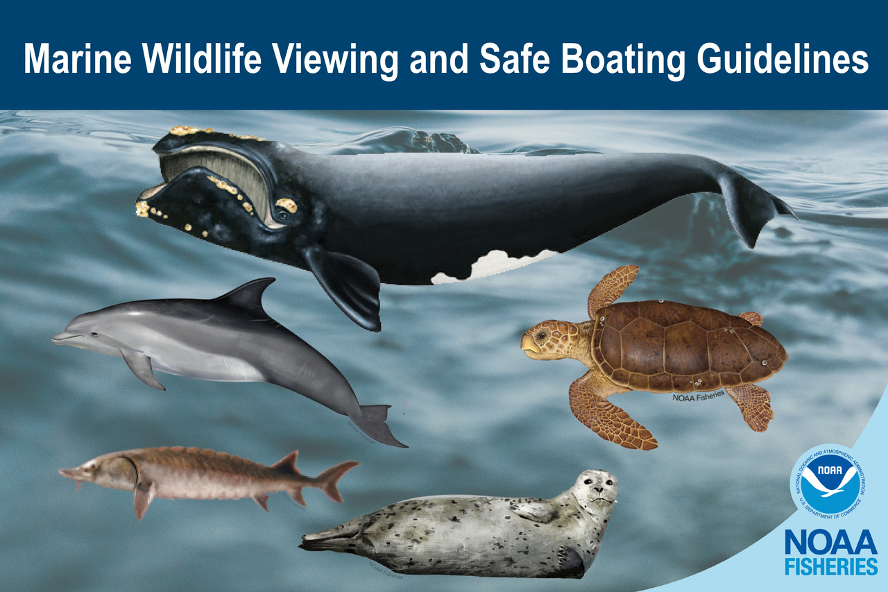 Marine Wildlife Viewing & Safe Boating Guidelines NOAA