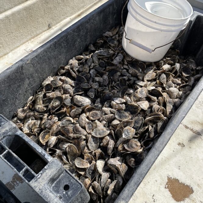 Crate of oysters ready to seed the harbor