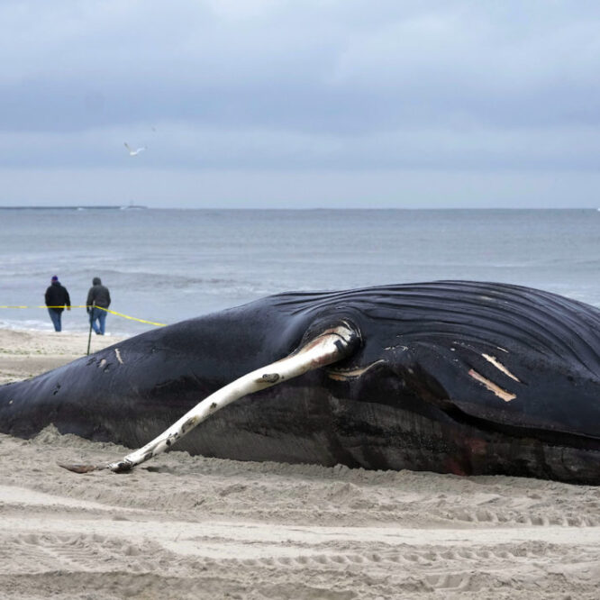 A dead humpback whale in Lido Beach, New York on January 31, 2023. SETH WENIG / AP PHOTO