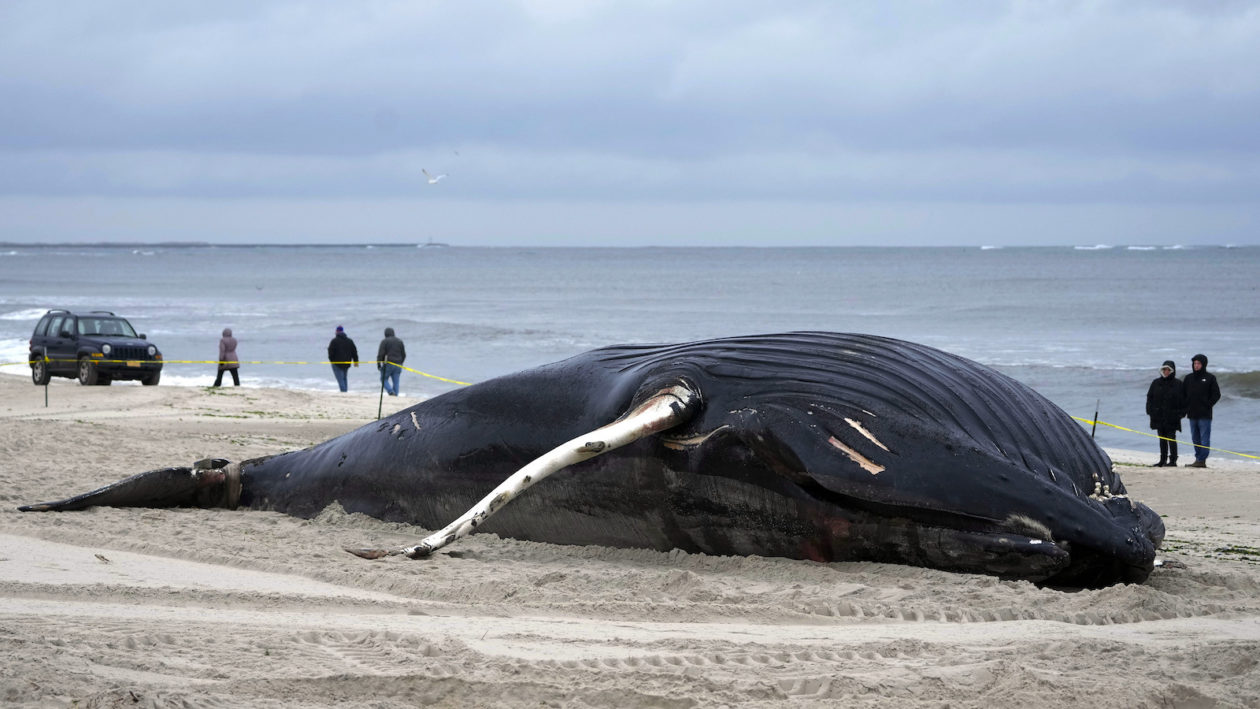 A dead humpback whale in Lido Beach, New York on January 31, 2023. SETH WENIG / AP PHOTO