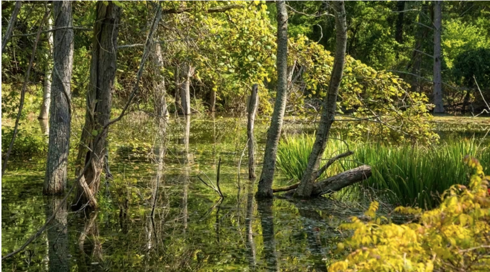 The Main Pond at Hoyt Farm in Commack in September. A Supreme Court ruling in May means the Environmental Protection Agency will no longer regulate smaller bodies of water across the nation unless they have a direct connection to a larger, navigable one. Credit: Barry Sloan