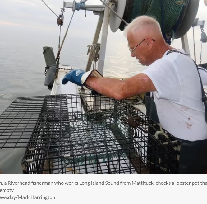 Phil Karlin, a Riverhead fisherman who works Long Island Sound from Mattituck, checks a lobster pot that turned out to be empty. Credit: Newsday/Mark Harrington