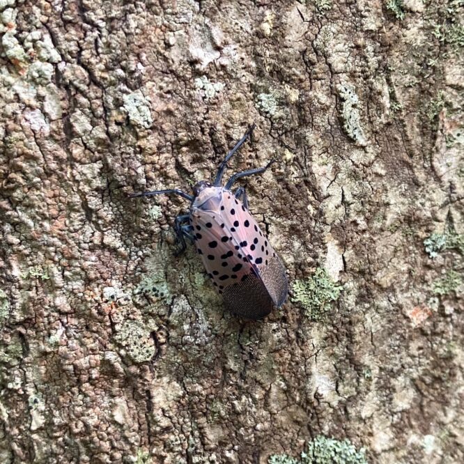 Spotted Lanternfly Photo Andrew Gaites
