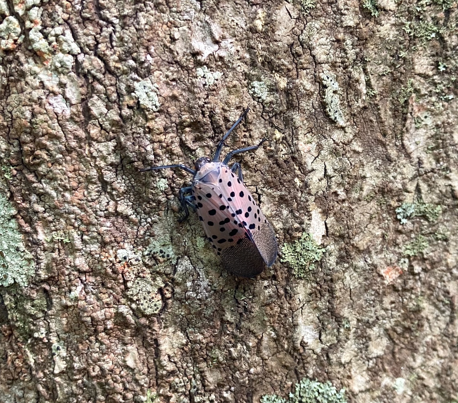 Spotted Lanternfly Photo Andrew Gaites