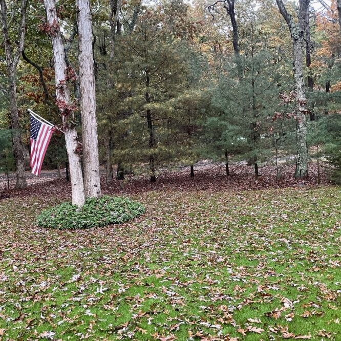 Fallen leaves in East Hampton October 2023