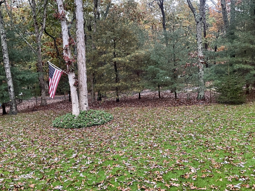 Fallen leaves in East Hampton October 2023