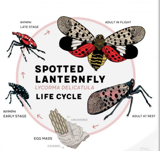 Spotted Lanternfly Life Cycle Illustration