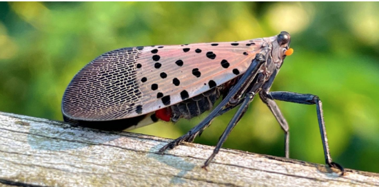 side view of the spotted lanternfly