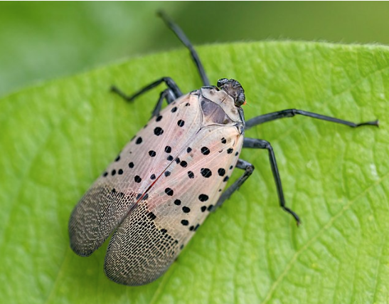 Spotted lanternfly