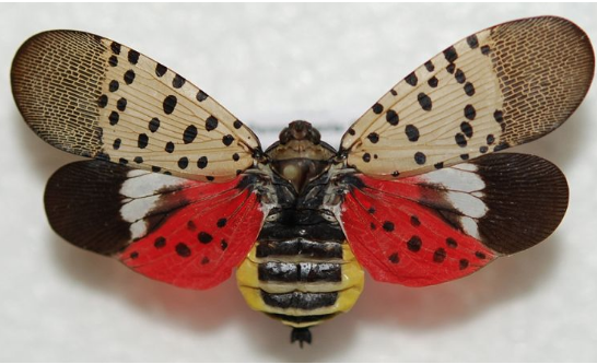 Opened spotted lanternfly